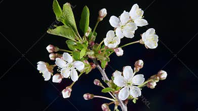 Blooming white cherry flowers on black background. Seasons change background. Time lapse.