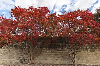 Liquidambar styraciflua or American sweetgum, also known as American storax,