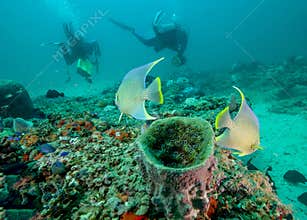 Blue Angelfish Watch Divers