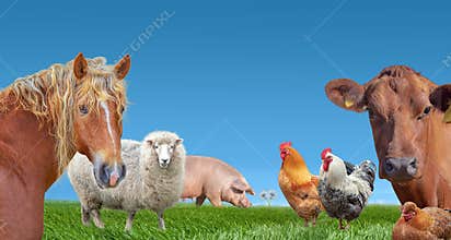 Farm animals cow  pig sheep chickens horse
