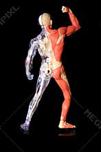 Human body