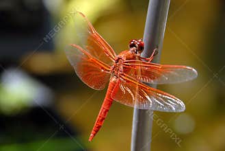 Orange Dragon Fly
