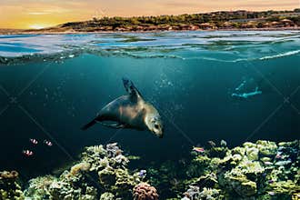 Summer fun in the waters of La Paz where snorkeling among California Sea Lions is a popular attraction