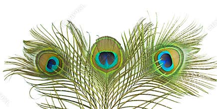 Peacock feather