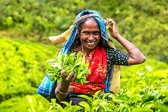 Woman tea picker in  Sri Lanka