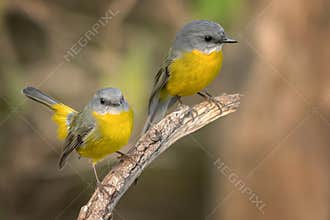 A pair of yellow robins on a perch