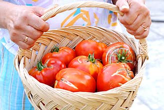 Woman with big tomatoes in a basket