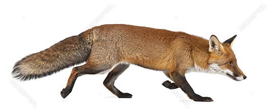 Red fox, Vulpes vulpes, 4 years old, walking