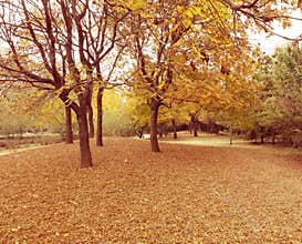 Late autumn in the maple forest covered with fallen leaves