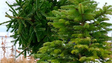 Christmas fir tree market .man carries a live green spruce at the Christmas market.Slow motion.Buying a Christmas tree
