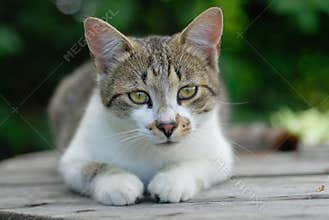 Cat