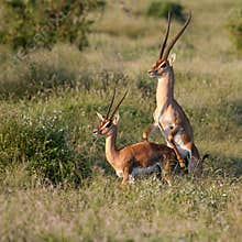 Grant's Gazelle mating