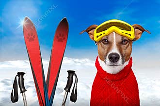 Winter dog snow