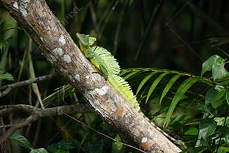 The green basilisk Basiliscus plumifrons