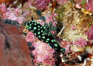 Nembrotha Cristata