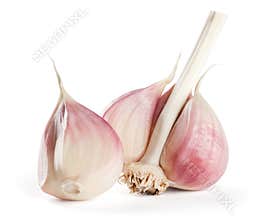 Garlic