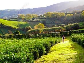 Landscape of green tea plantation. Azores Islands
