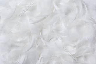 Feathers background
