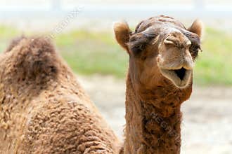 Camel
