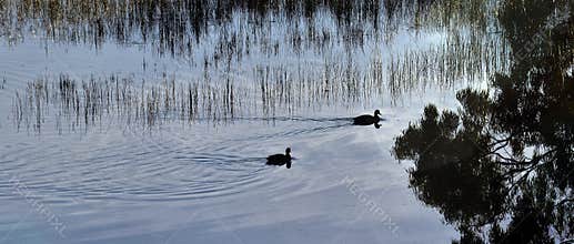 Birdlife on the wetlands at dusk in Phillip Island Vic