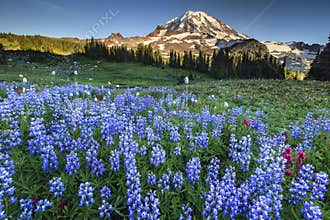 Flower and Mountains