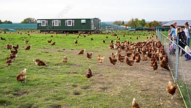 Children and parents feeding free range chicken with on meadow of farmyard.