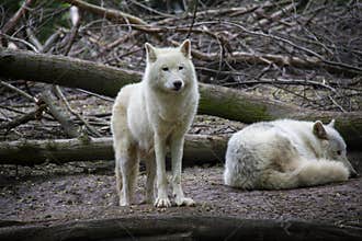 Arctis wolves