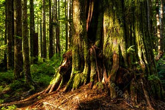 Western red cedars at Eden Grove, Port Renfrew, BC