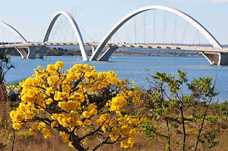 JK bridge over the Paranoa lake with the yellow flowers in the foreground in Brazil