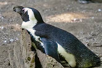 Closeup of a great auk in a forest