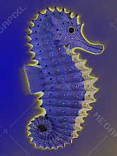 Glowing seahorse