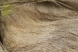 Cocoa palm fiber