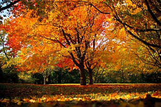Fall Tree at High Park