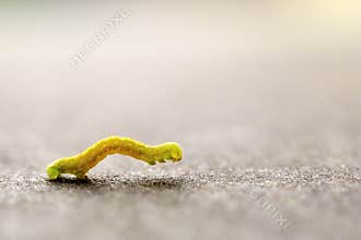 Worm