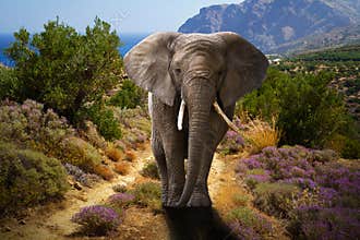 African elephant walking in the bushes