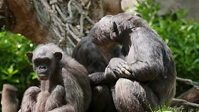 Portrait of a chimpanzee