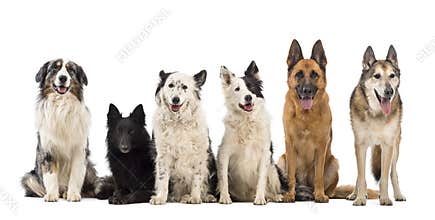 Australian Shepherd