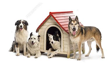 Group of dogs in and surrounding a kennel