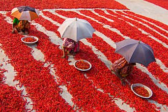 Harvesting red chilies