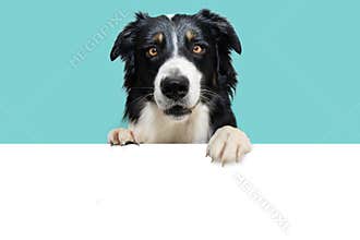 Banner summer border collie dog, hanging its paws in a blank. Isolated on blue background