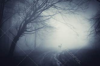Deer on a road in a dark forest after rain