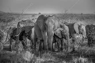 Elephant herd in Kruger Park Africa