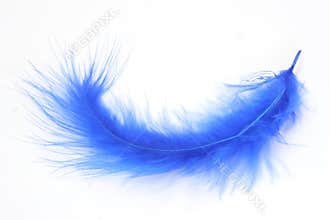 Blue feather