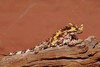 Thorny devil