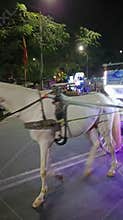 A short video of a white horse pulling a beautifully lit cart in Mysore