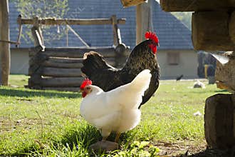 Chickens on farm