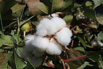 Cotton plant/detail