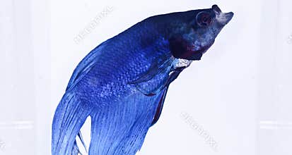 Blue siamese fighting fish