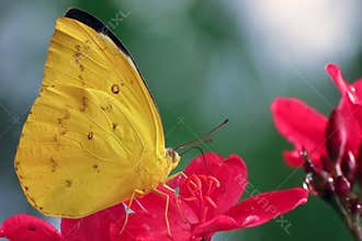 Yellow butterfly pieridae