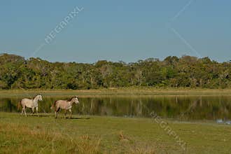 Portrait of a horse with